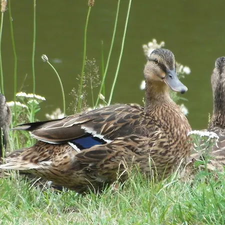 Szálloda Gabriel Keutschach am See
