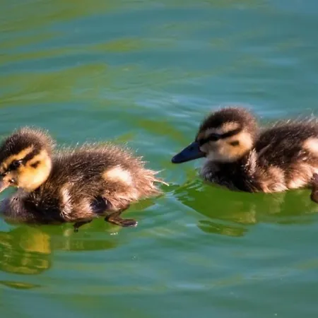 Hotel Gabriel Keutschach am See