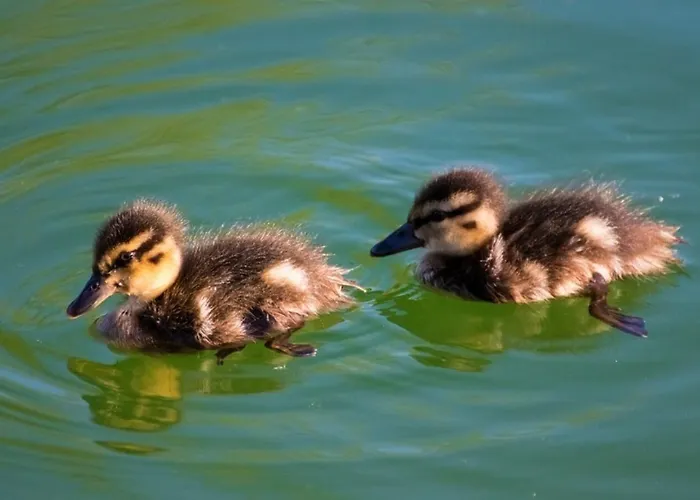 Hotel Gabriel Keutschach am See