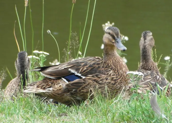 מלון Gabriel קיוטשכן אם סי